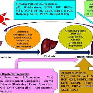 Oncogenetic Scheme In Hbv Mediated Hcc Hbv Progresses To Hcc Via