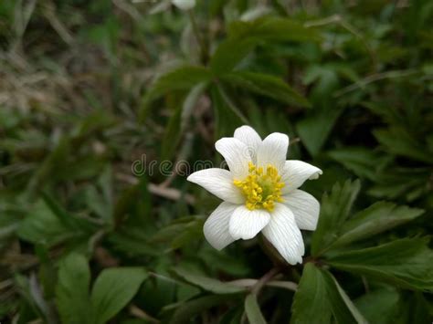 Beautiful White Spring Wild Anemone Flower In The Forest Close Up Stock