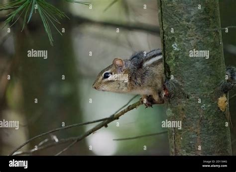 Eastern Chipmunks Tamias Striatus Are A Common Sight In Parks And