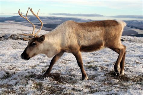 How Long Do Reindeer Live The Cairngorm Reindeer Herd