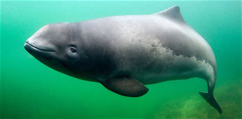 Scientists Spot Six Near Extinct Vaquita Porpoises