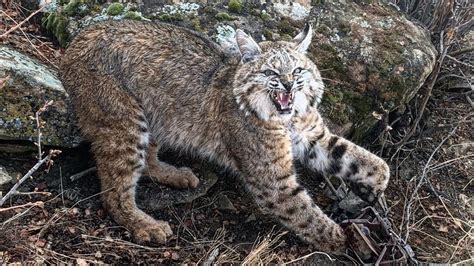 Bobcat Trapping Southern Utah 2019 2020 Youtube