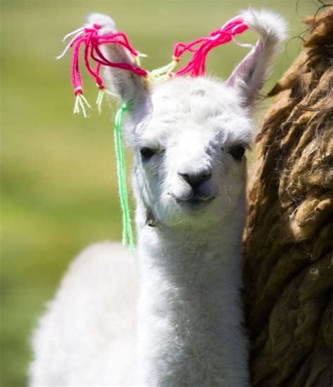 24 Of The Cutest Baby Llamas Ever The Ojays My Hair And Babies