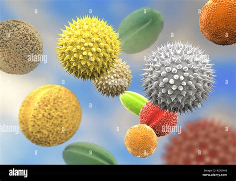 Pollen Grains From Different Plants Computer Illustration Pollen