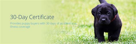 Best pet insurance with wellness benefits. AKC Pet Insurance Review - ShopperChecked.com