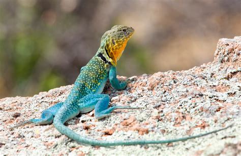 Eastern Collared Lizard Crotaphytus Collaris Care Guide Reptile Cymru