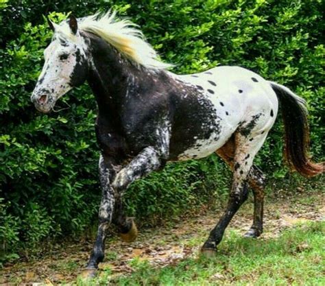 Pin By Neil Zipp On Unusual Equines Rare Horses Horses Unusual Horse