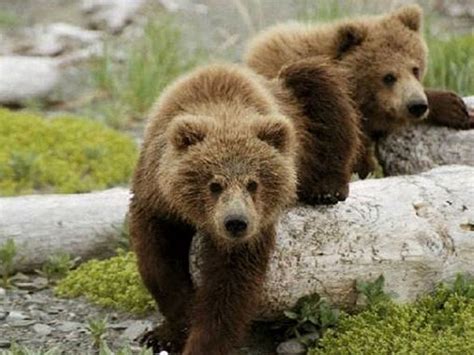 Himalayan Nature Park Kufri Himachal Pradesh India Brown Bear