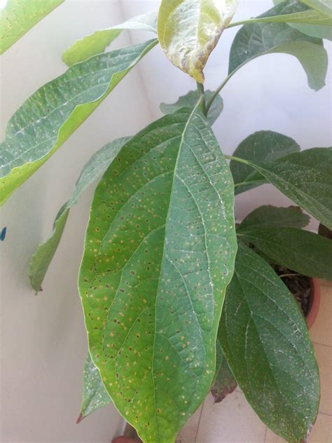 diagnosis - What is happening to the leaves of my avocado? - Gardening & Landscaping Stack Exchange