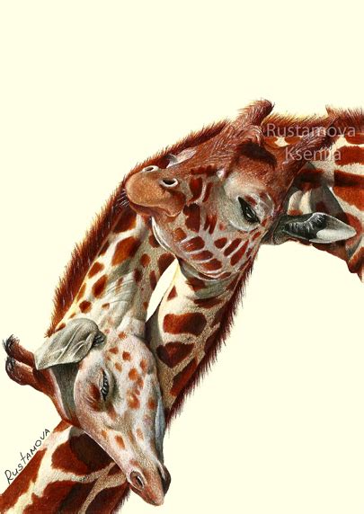 Color Pencil Drawing Giraffes On Behance