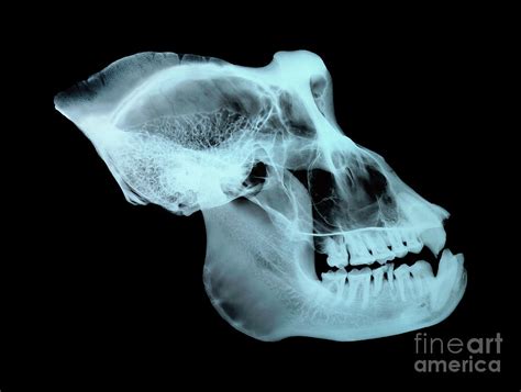 Gorilla Skull Photograph By D Robertsscience Photo Library