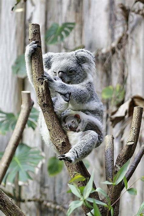Pin By Melissa Baker On Koalas Cuddly Animals Cute Koala Bear Koala