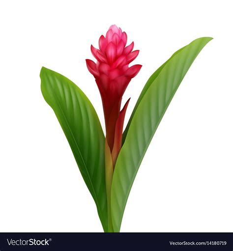 Red ginger flower vector image on VectorStock | Ginger flower, Ginger plant flower, Flower drawing