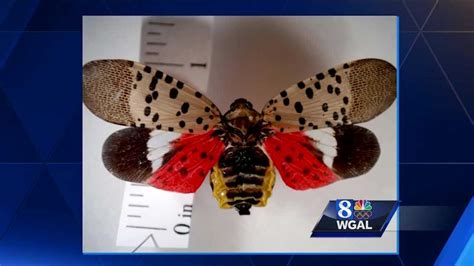 Kill On Sight Spotted Lanternfly