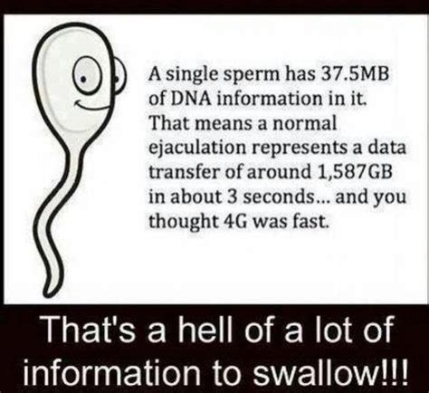 A Single Sperm Has 37 5mbof Dna Information In Itthat Means A Normalejaculation Represents A