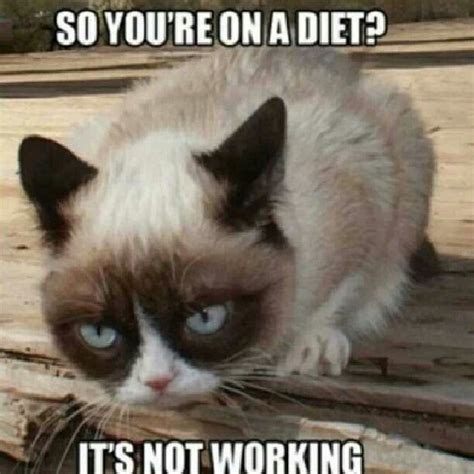 Sorry Grumpy Cat Is Just Being Honest Things That Make