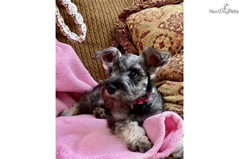Find the perfect miniature schnauzer puppy for sale in arizona, az at puppyfind.com. Tiny Princess : Schnauzer, Miniature puppy for sale near Phoenix, Arizona. | 22b708cc-a2f1