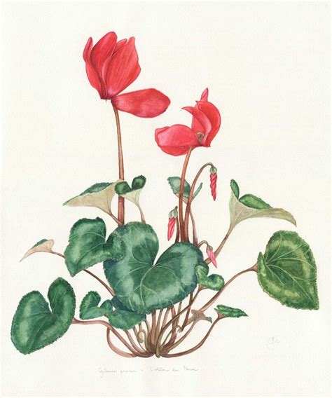 Cyclamen Persicum By Floralia Life Drawing Pose Drawing Poses