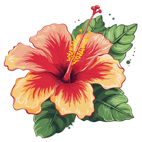 Hibiscus Flower Clipart Large Hibiscus Vector Drawing With Leaves Of