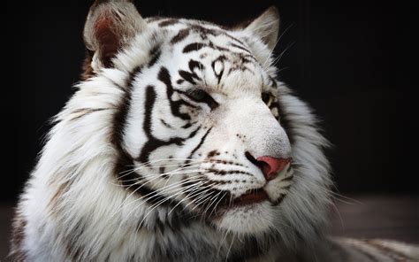 Schnee Hintergrundbilder Weisser Tiger