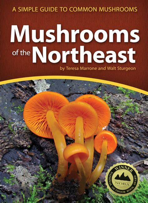 The Best Mushroom Field Guide Hunting And Identification Books In 2022