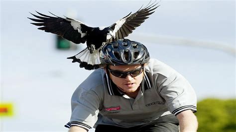 Magpie Swooping Season Begins In Australia With Bird Attacks Cgtn