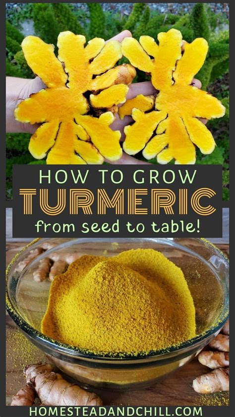 Read Along To Learn All About How To Grow Turmeric In Containers And