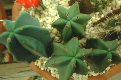 Check out our san pedro cactus plant selection for the very best in unique or custom, handmade pieces from our craft supplies & tools shops. Possible San Pedro at Home Depot - The Ethnobotanical ...