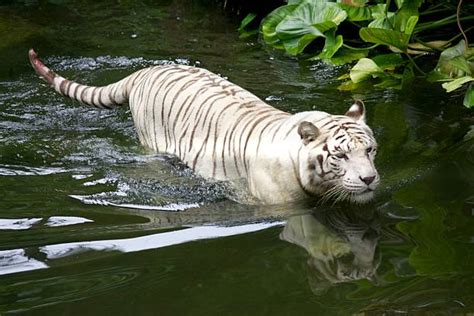 White Bengal Tiger Swimming Pictures Images And Stock Photos Istock