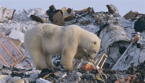Garbage Patches In The Arctic Ocean The Inertia Animaux Protection