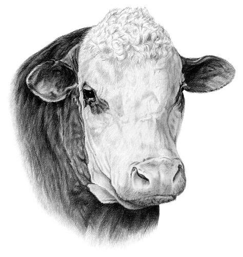 Pencil Drawings Hereford Cattle Pictures Cow Sketch Hereford Cows