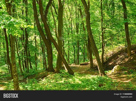 Russian Green Forest Image And Photo Free Trial Bigstock