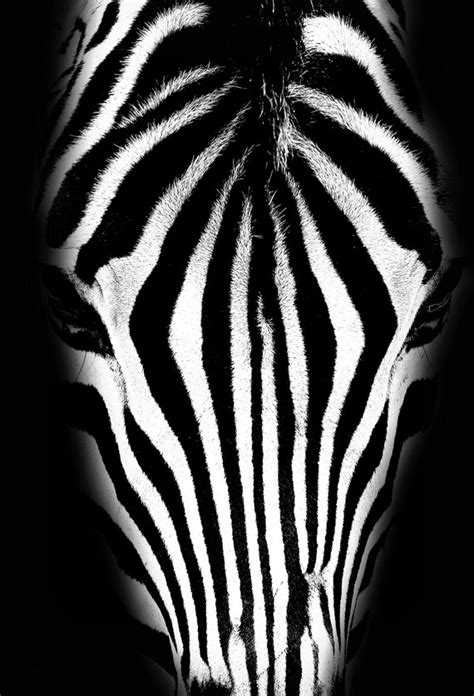 Zebra Etsy