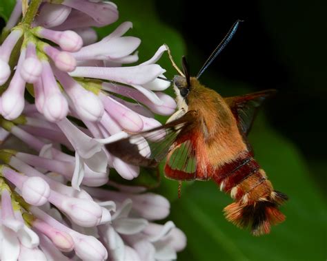 Canadian Wildlife Federation Hummingbird Clearwing Moth