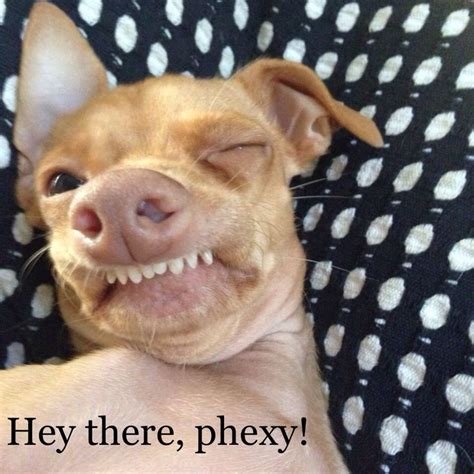 Check spelling or type a new query. Best 25+ Tuna dog ideas on Pinterest | Pheven dog, Tuna ...