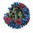 Inside Viruses  Biology Of Human/World