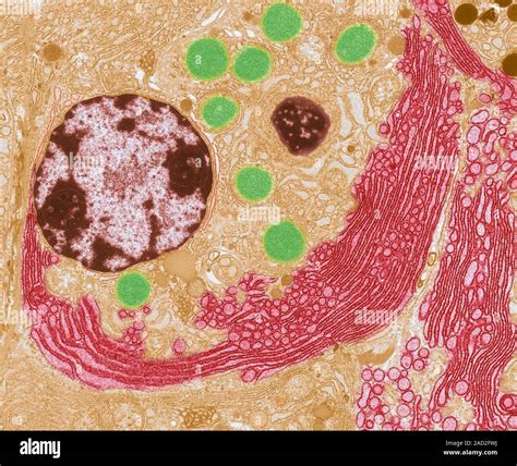 Pancreas Cell Coloured Transmission Electron Micrograph Tem Of Part