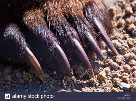 Extreme Close Up Of Grizzly Bear Claw Stock Photo 33307153 Alamy