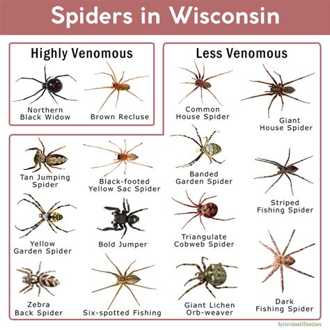 Fishing Spider Wisconsin Fishing Spider Stock Image Image Of Creek