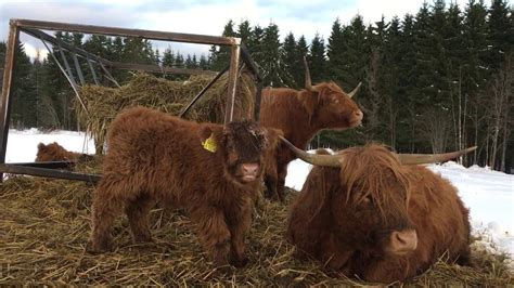 Scottish Highland Cattle In Finland Playful Calf And Not So Playful