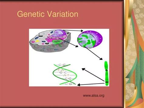 Ppt Genetic Variation Powerpoint Presentation Free Download Id5544463