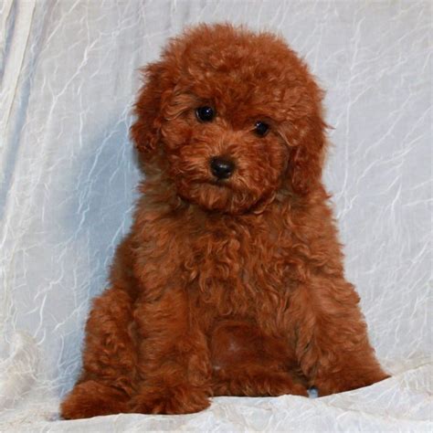 One of the most popular crossbreeds in the world, this. baby goldendoodles - Google Search | Teddy bear puppies ...