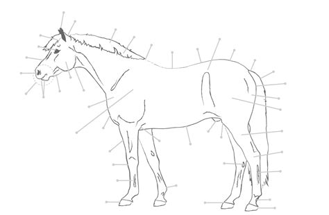Parts Of The Horse Worksheet