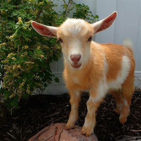 Pin By Linda Alumbaugh On Everything Cute Baby Goats Farm Baby