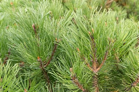 How To Make Pine Trees Grow Faster Hunker