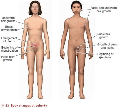 Physical Development In Adolescence