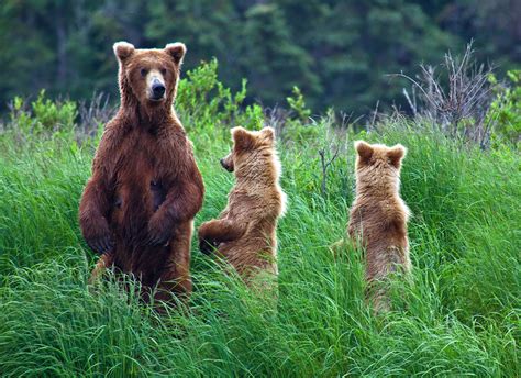 Severoamerický Medvěd Grizzly Šedovlasý Symbol Kanadské Divočiny 100