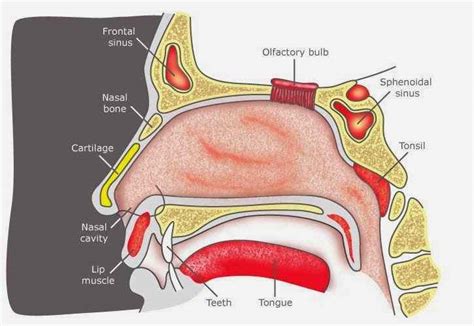 The nose is also the main gate to the respiratory system, your body's system for. Nose diagram | Healthiack