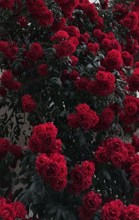 Red Rose Flower Aesthetic Ideas Mdqahtani