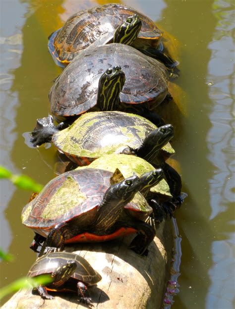 Virginia Water Radio Episode 513 2 24 20 Turtles Inhabit Waters